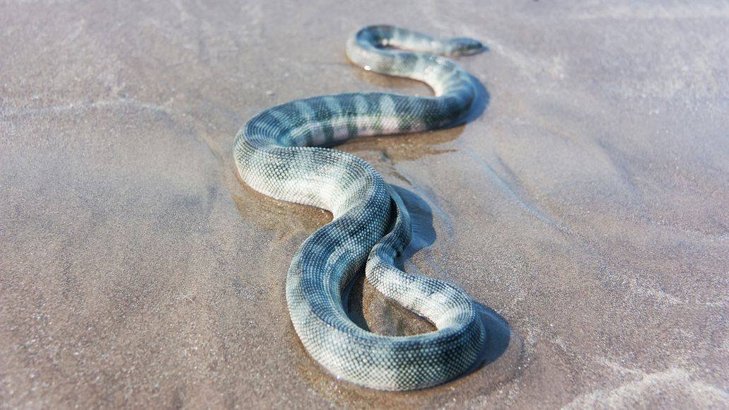 Beaked sea snake