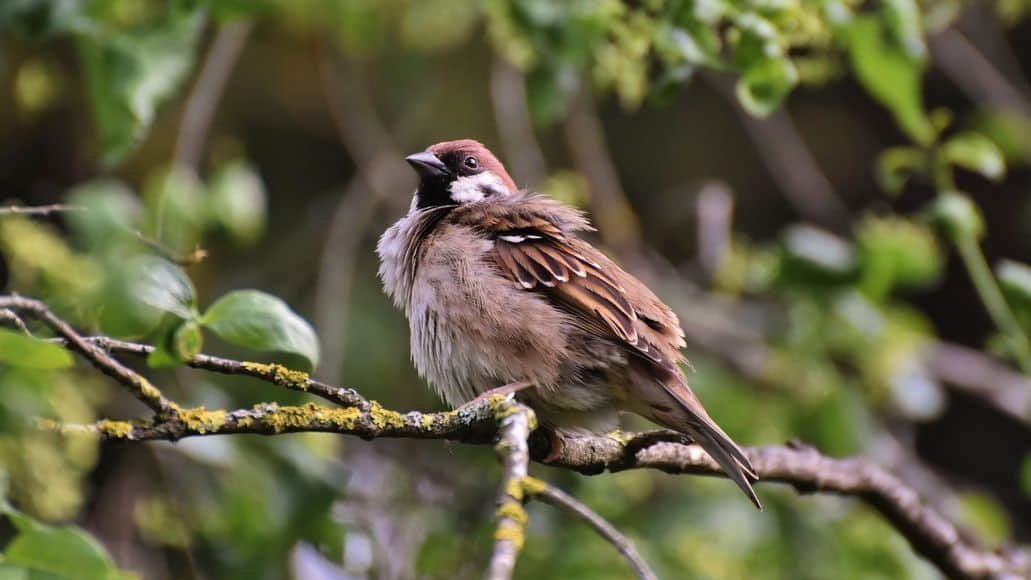 bird on snake island