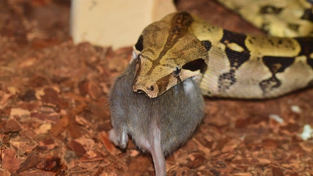 boa breathing while swallowing prey