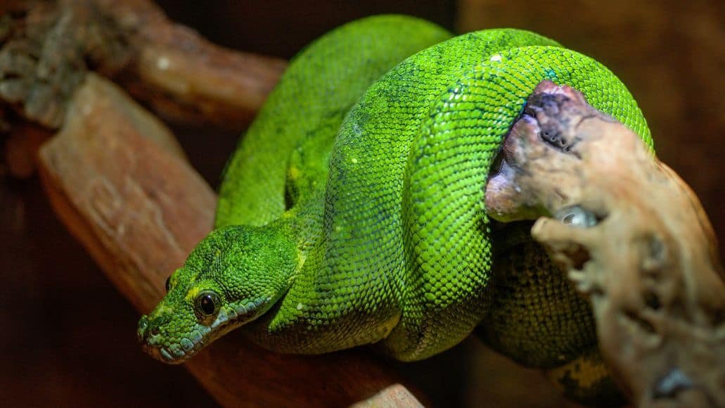 Boomslang