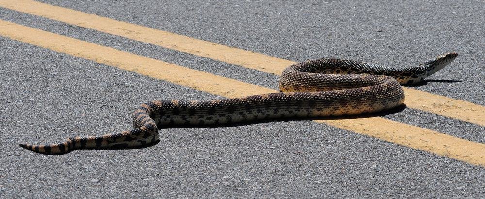 bullsnake on road