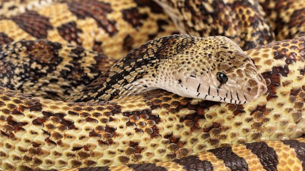  Bullsnake tekercselt