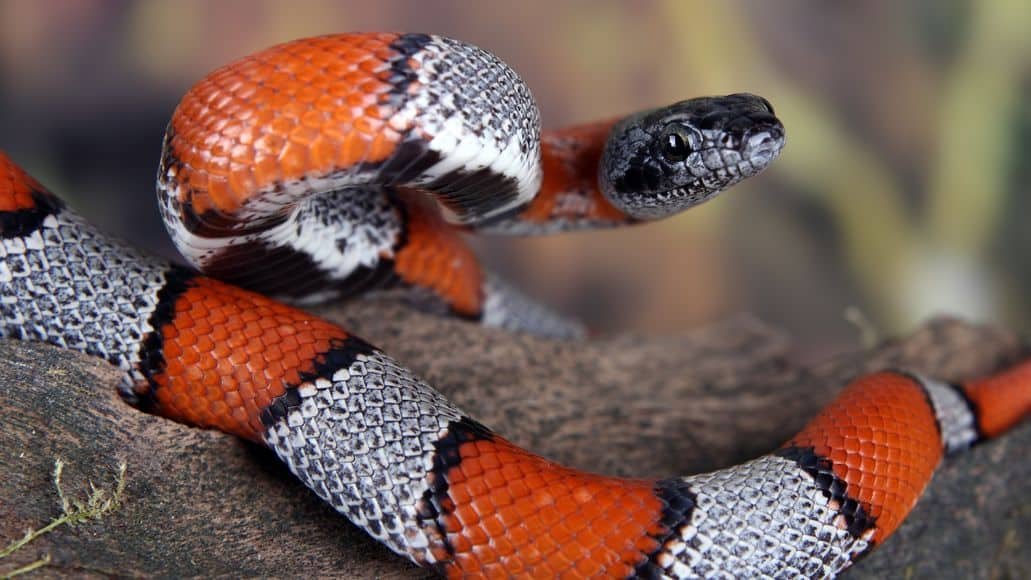 Coral snake