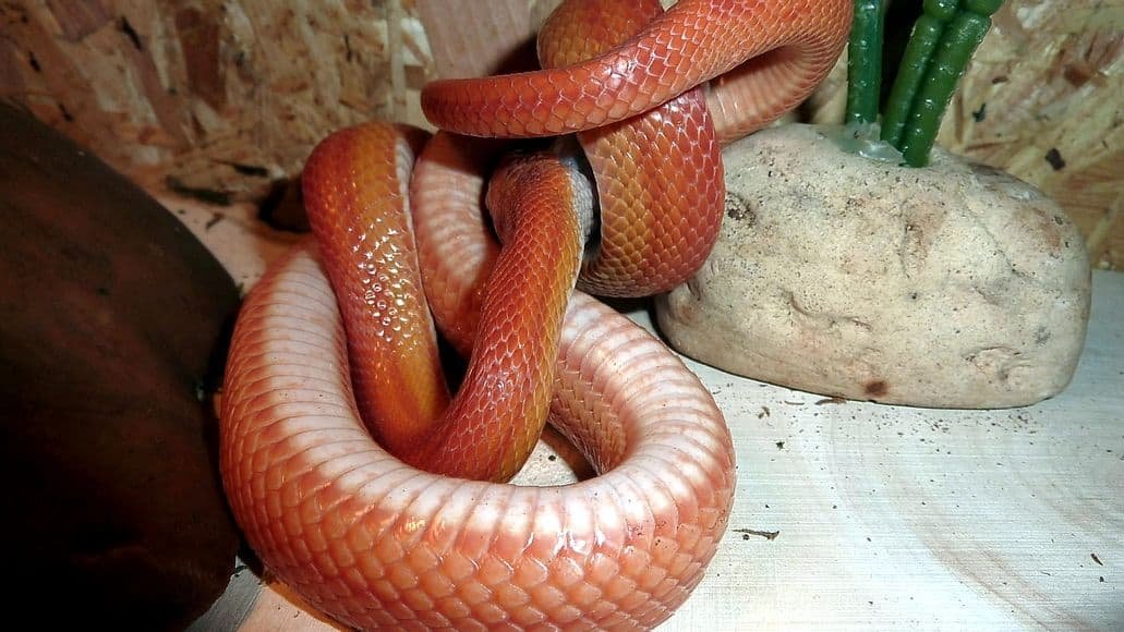 Corn snake balled up