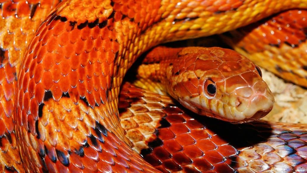 curled up corn snake
