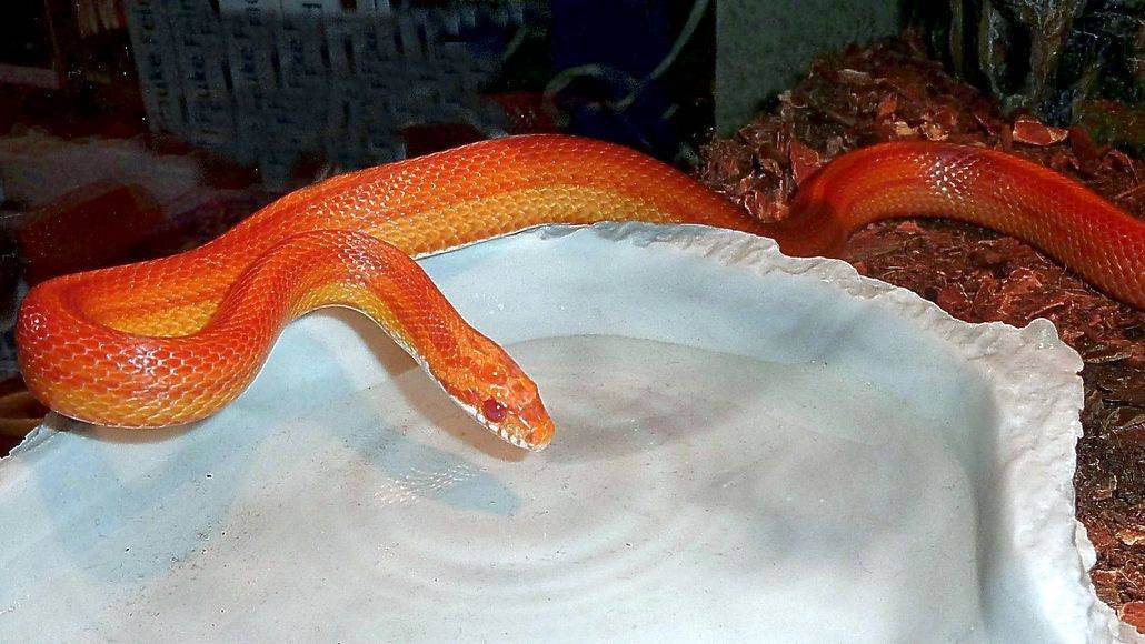 Corn snake in water bowl