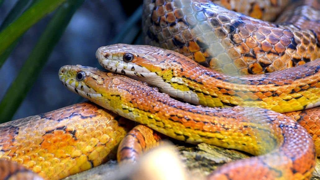 Corn snakes mating