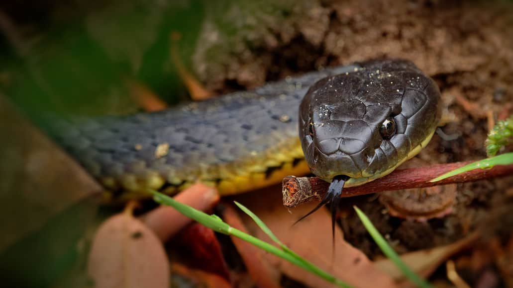 Eastern brown snake