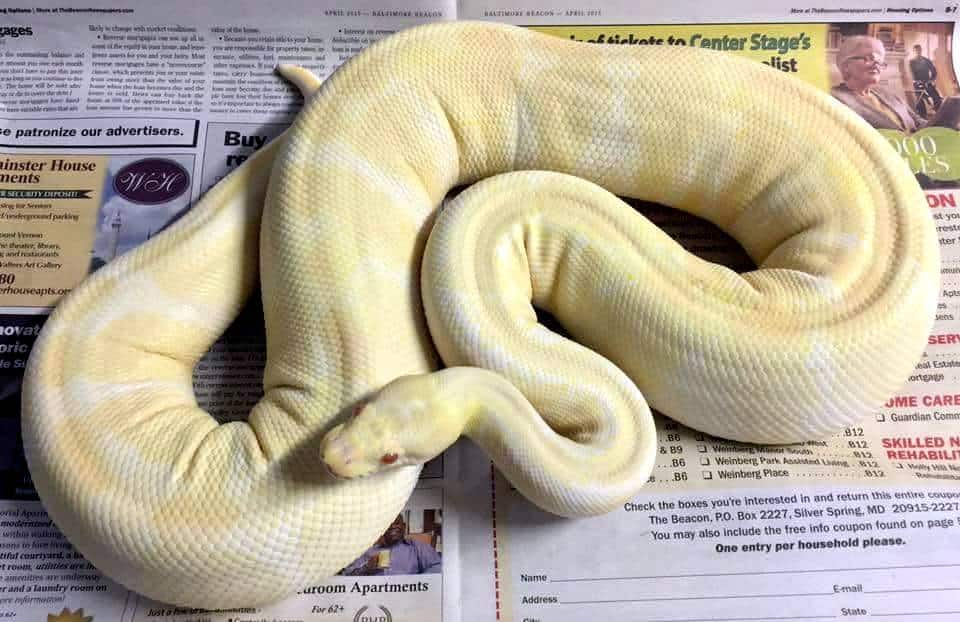 Fat python snake