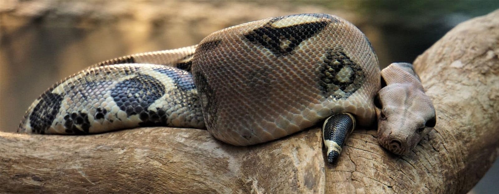 Fat snake in a tree