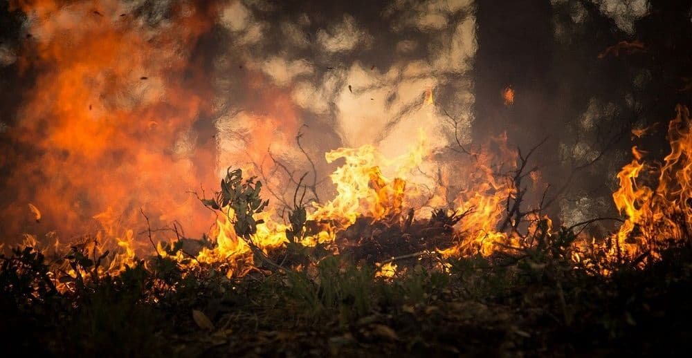 Forest fire on snake island