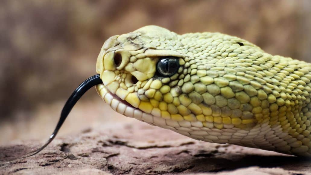 Forked tongue on rattler