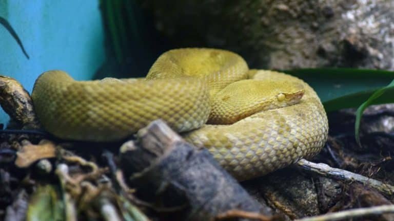 Snake Island (7 Crazy Facts About Brazil's Ilha Da Queimada Grande)