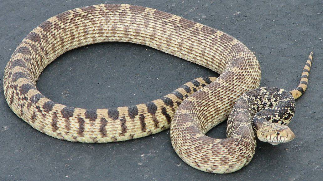 Gopher snake looks like rattlesnake
