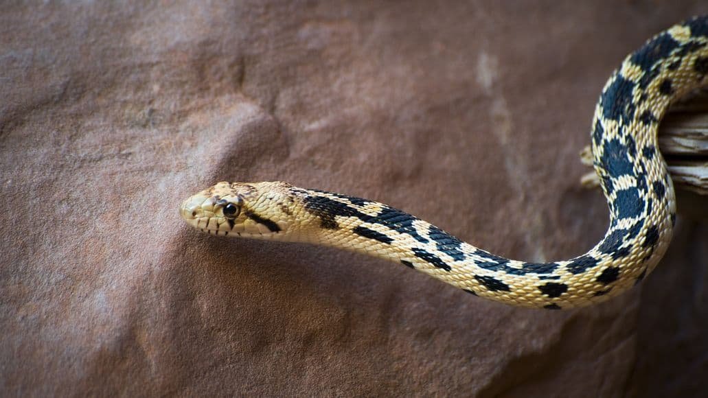 gopher snake eating