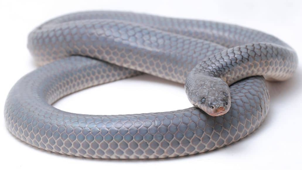Gray sunbeam snake body