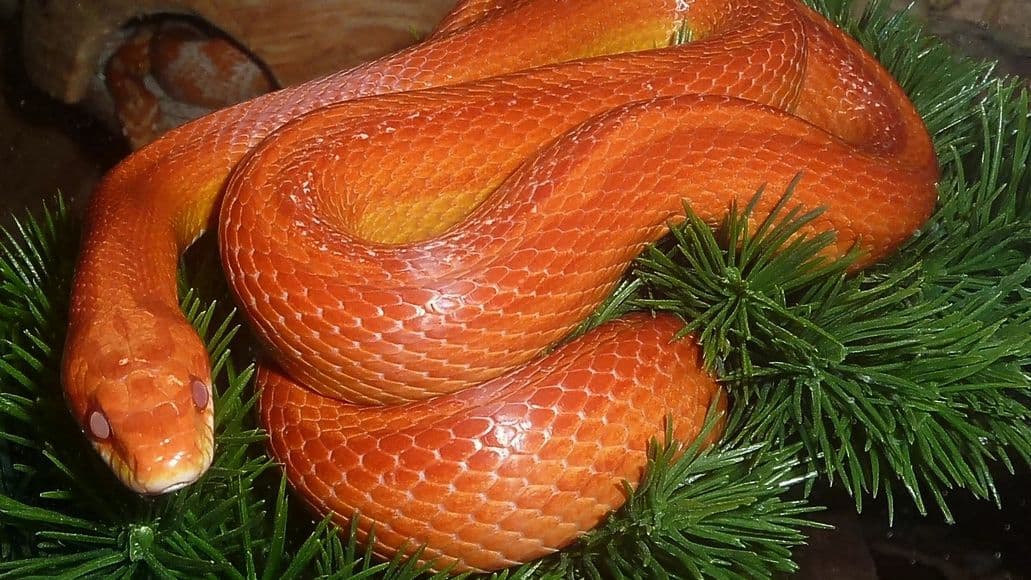 Healthy corn snake morph
