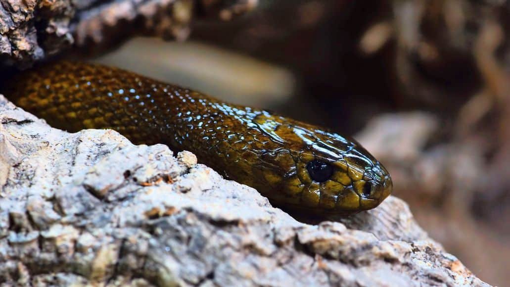 Inland Taipan