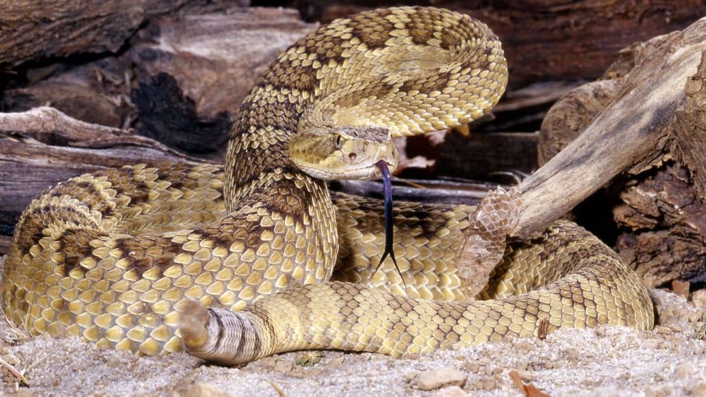 Mojave Rattlesnake