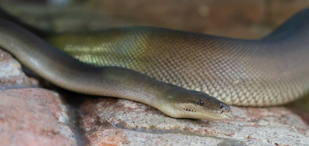 Olive Python