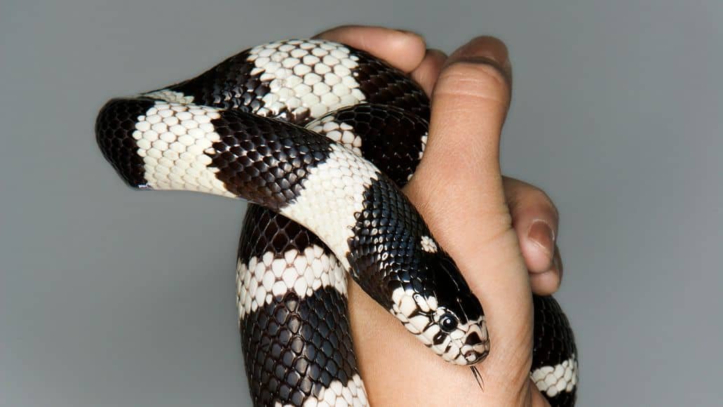 Pet snake in someones hand