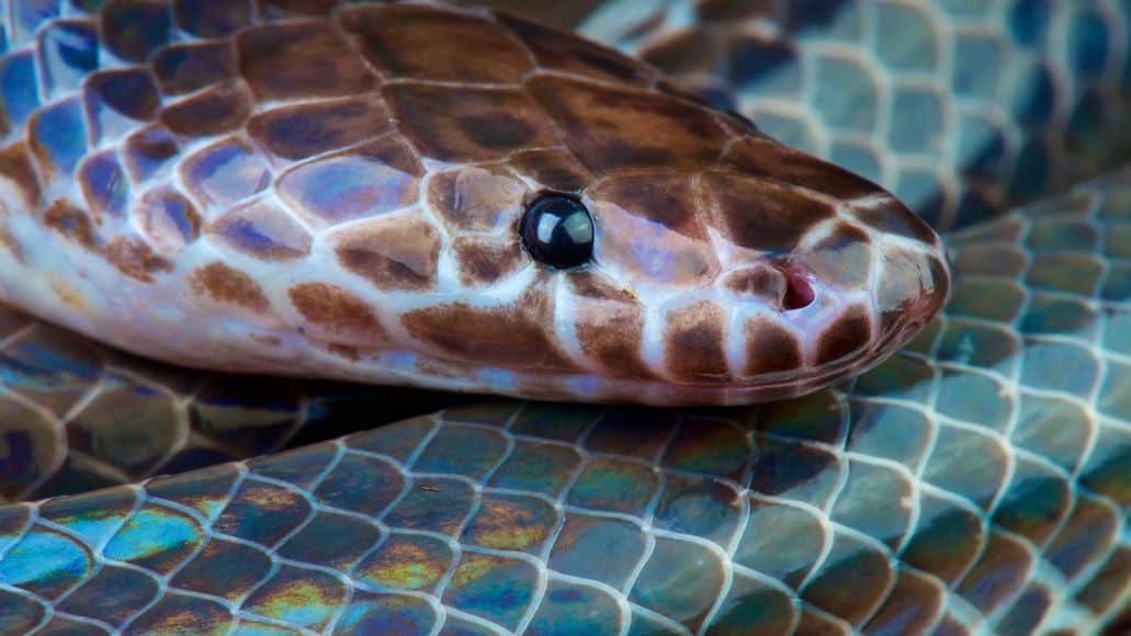 Rainbow iridescent sunbeam snake