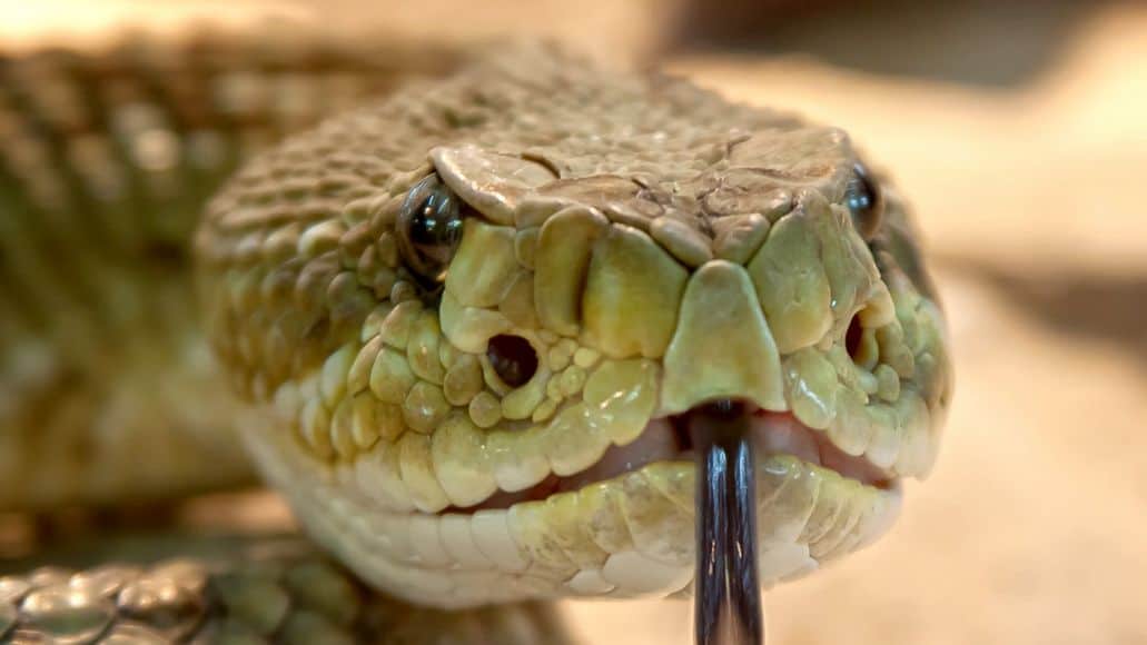 Heat sensing pits on rattlesnake face
