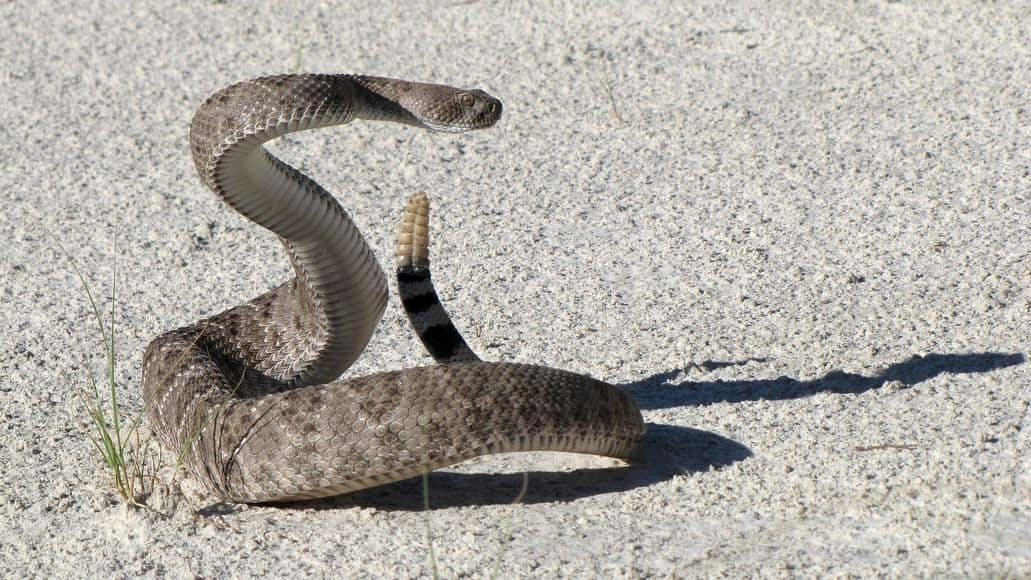 rattlesnake reading a strike