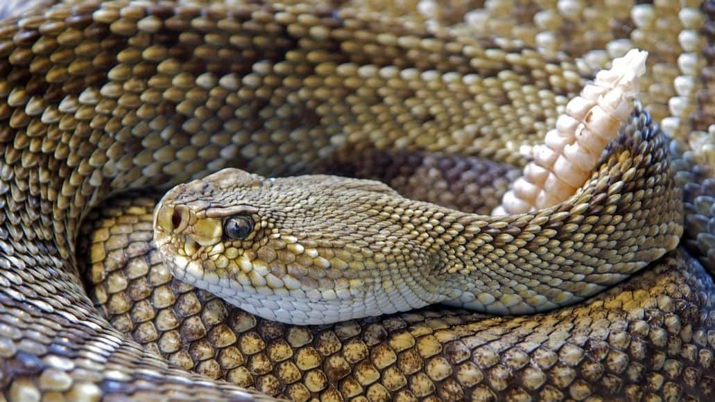 Rattlesnake coiled up