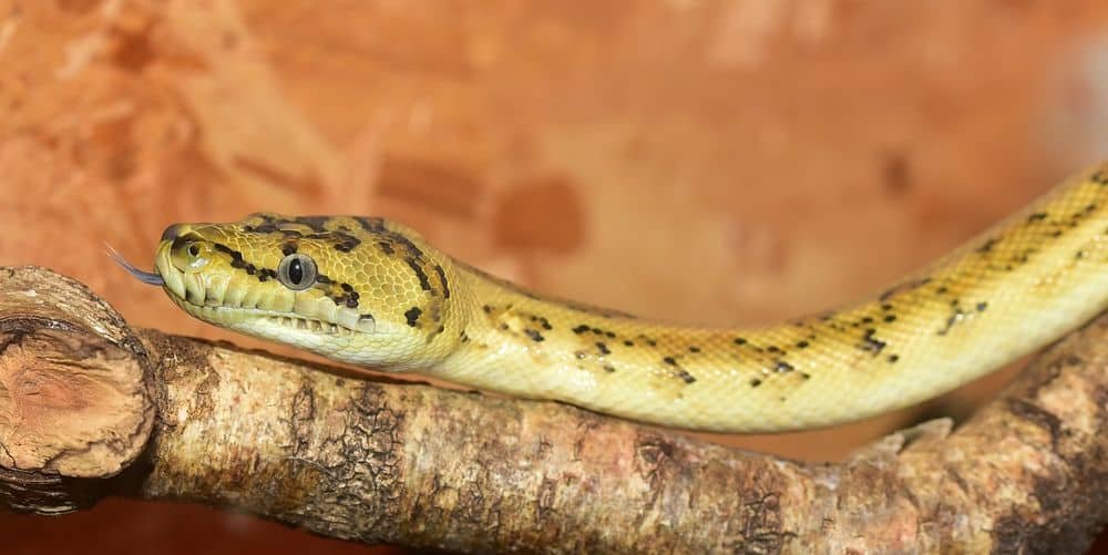 Reptile climbing tree