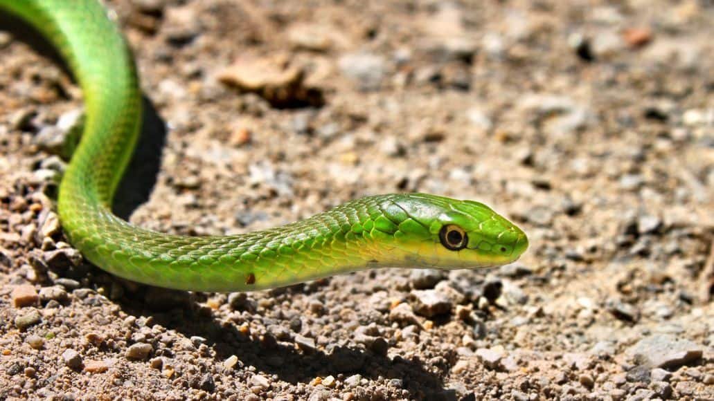 Rough green snake