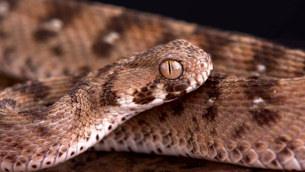 Saw Scaled Viper