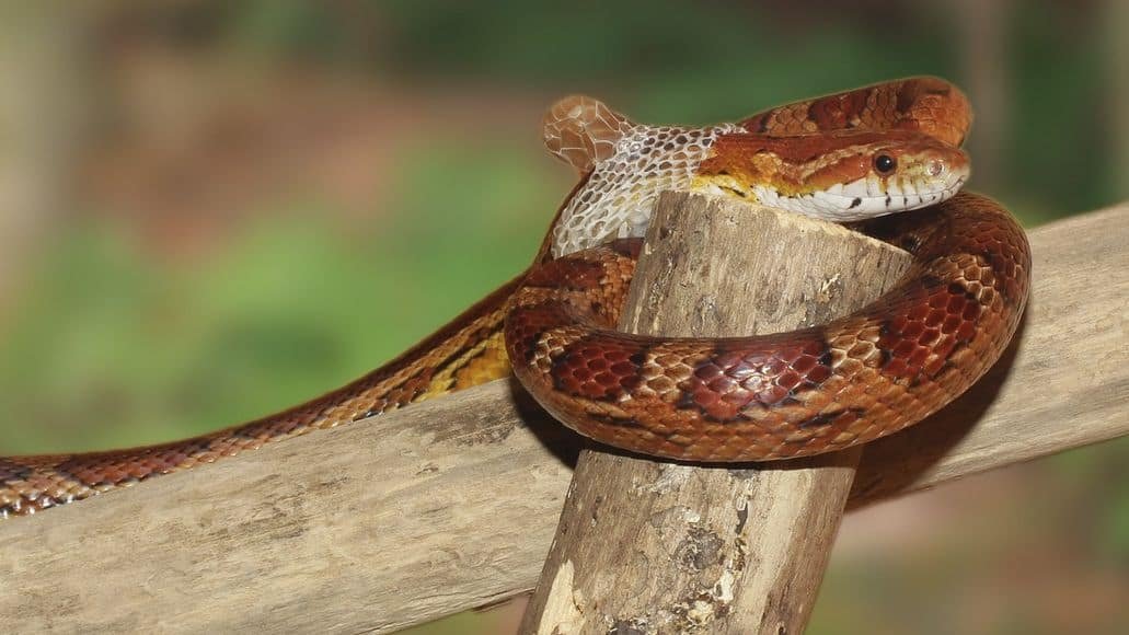 Snake beginning shed