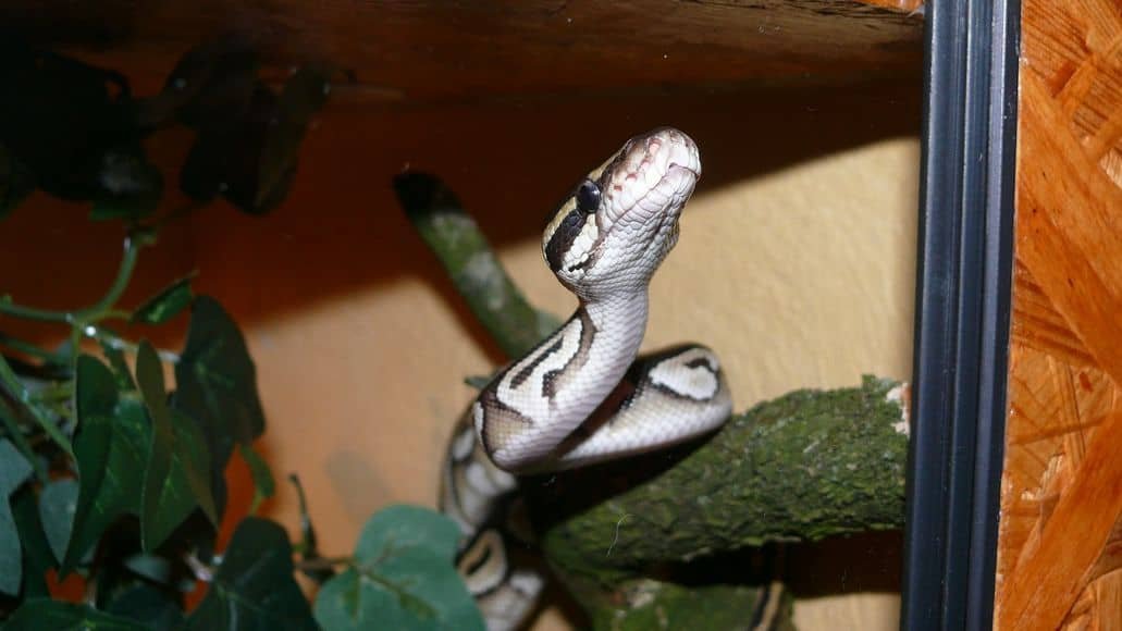  Serpiente detrás del vidrio del terrario construido