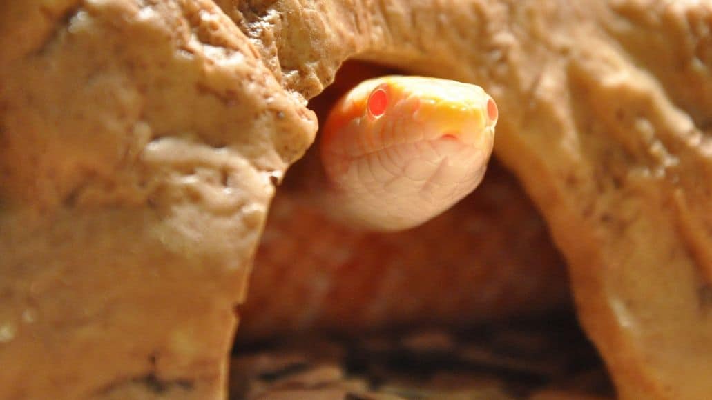 Snake hiding in a cave