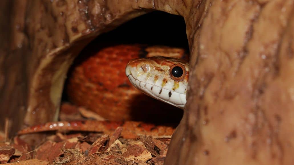 corn snake in cave hideout