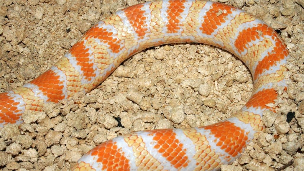 Corn snake on substrate