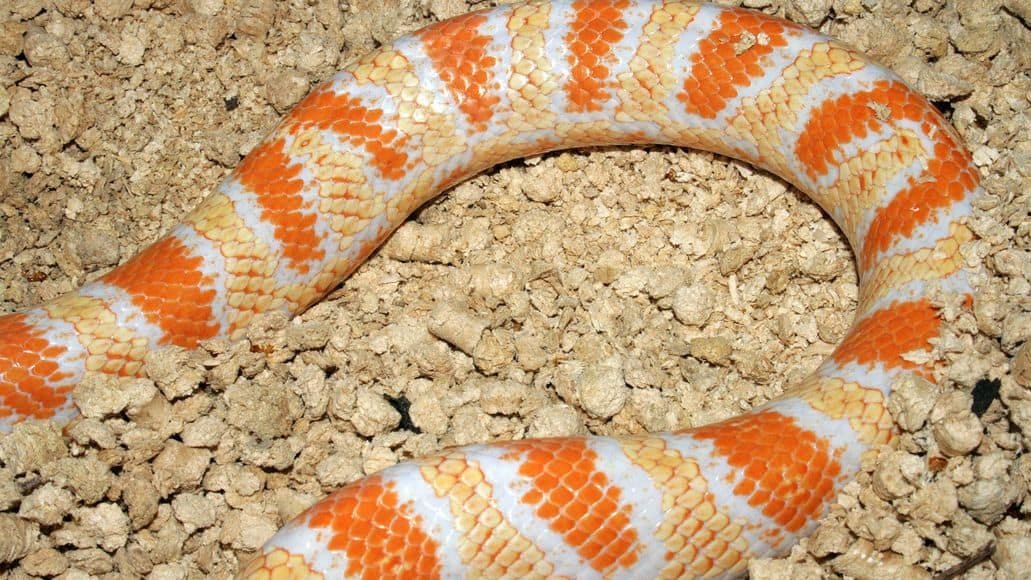 Corn snake morph