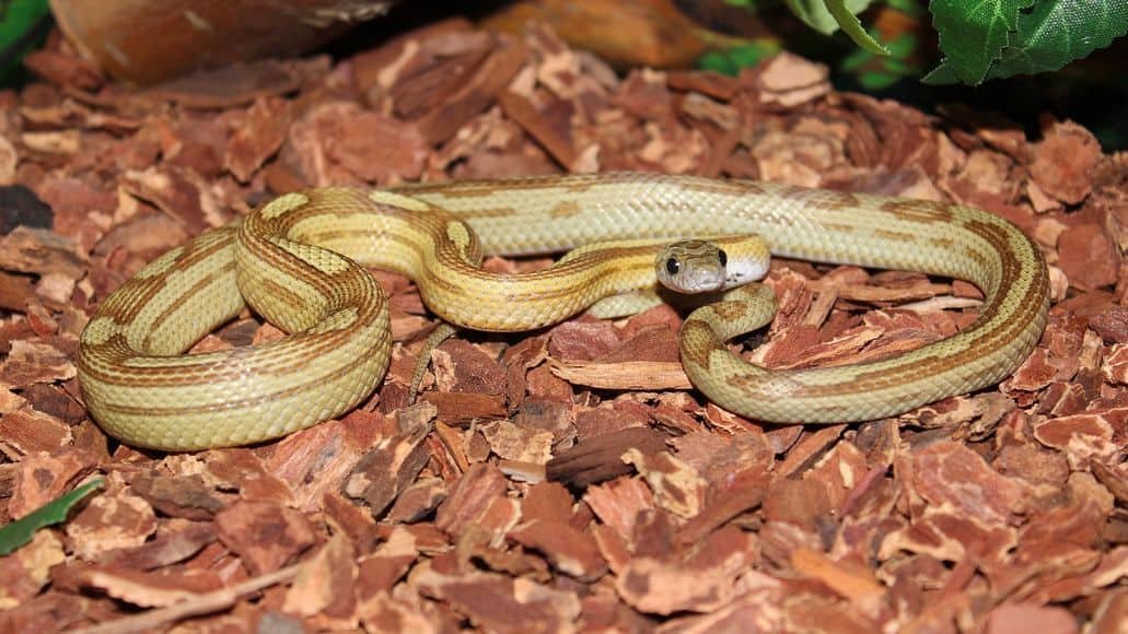 Snake on bedding substrate