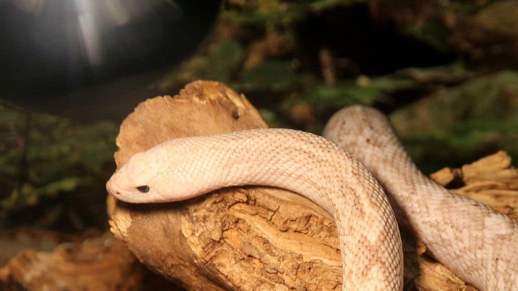 Snake under a heating light