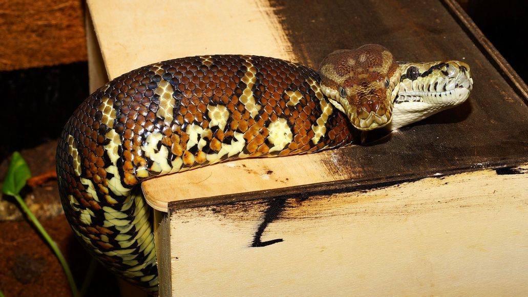 Snakes in well-maintained habitat