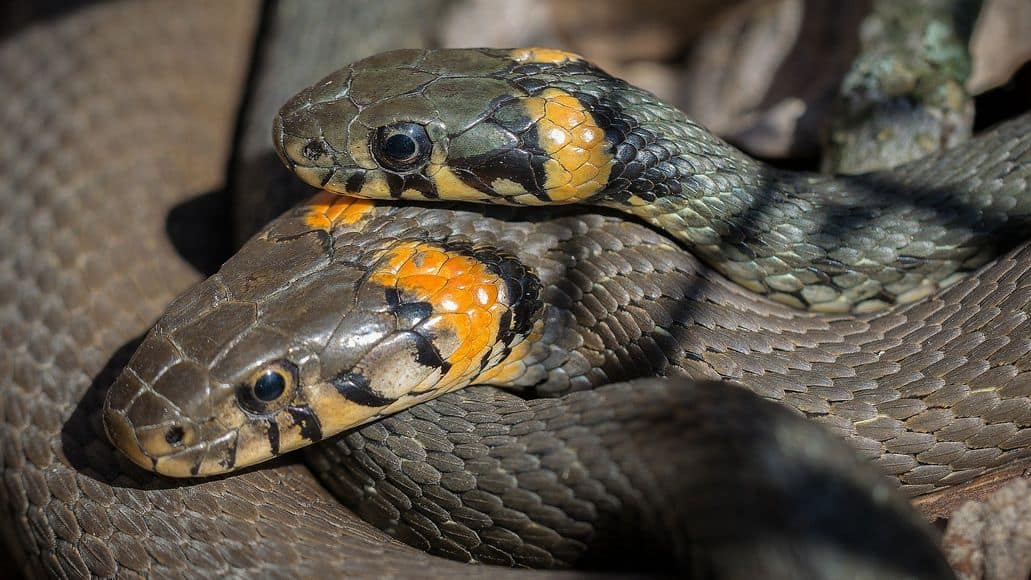 Snakes reproducing sexually