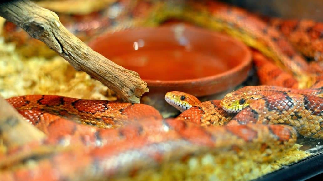 Snakes in their terrarium habitat