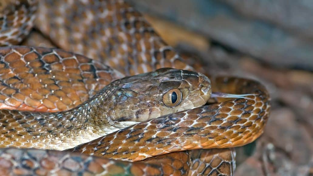 Tiger snake