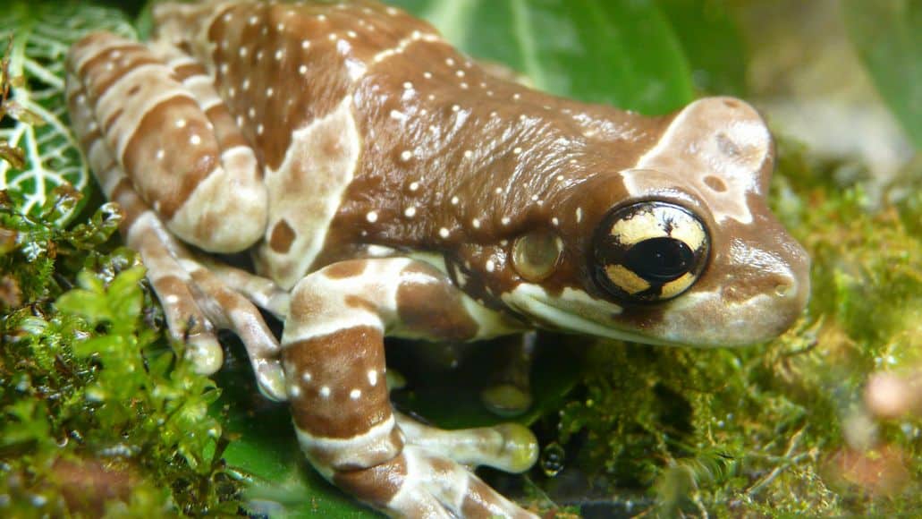 Toxic tree toad