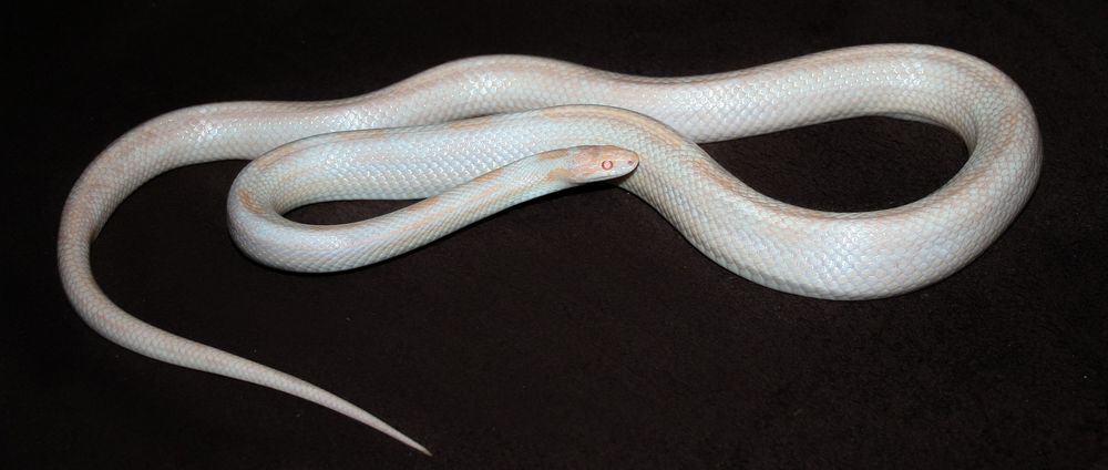 White albino corn snake