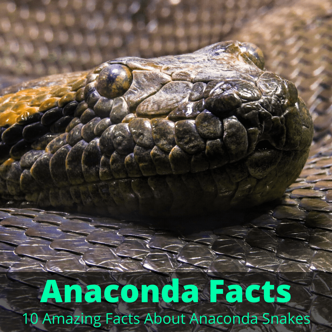 Facts about anacondas