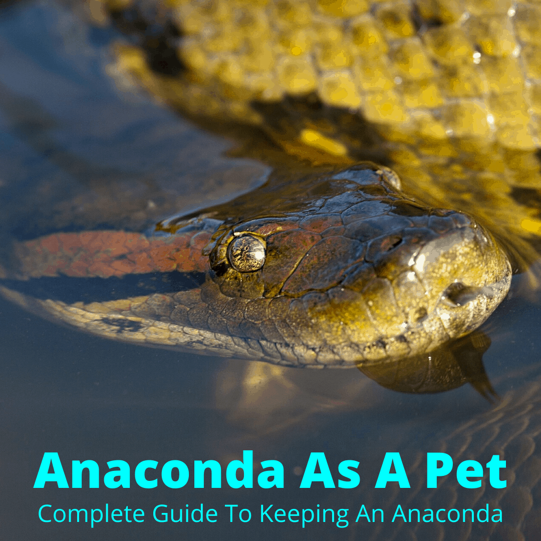 Anaconda As A Pet Complete Guide To Keeping An Anaconda