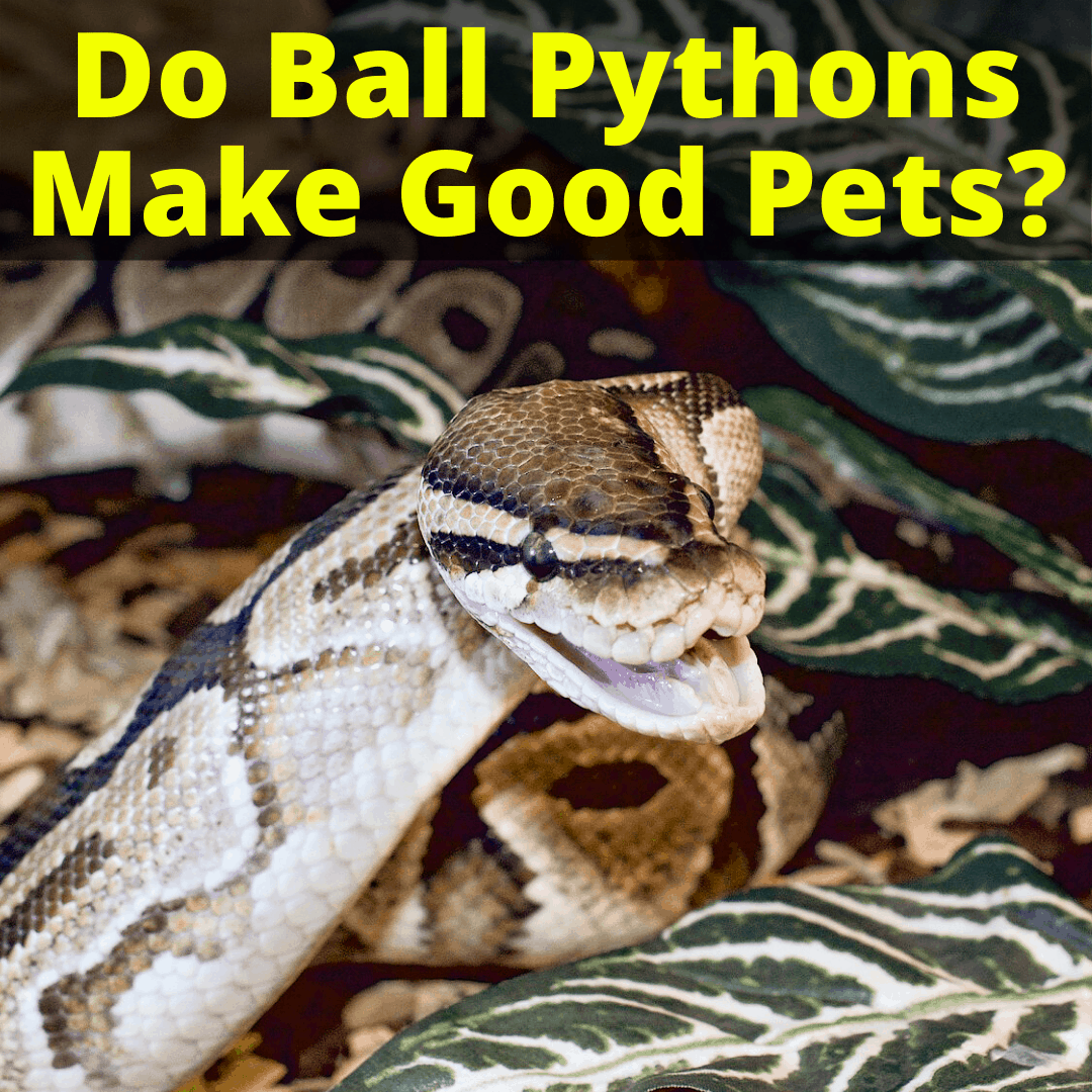 Do Ball Pythons Make Good Pets