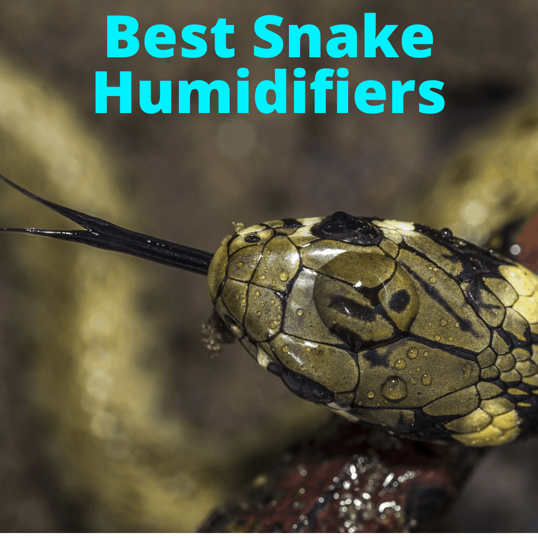 Best humidifiers for snakes
